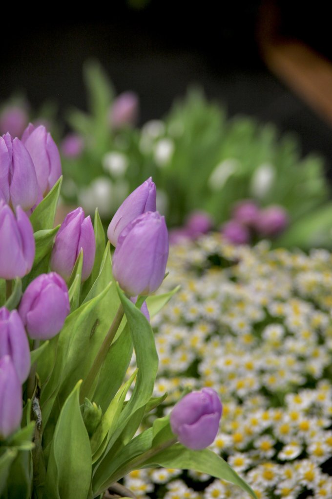 Un air de printemps photo 19